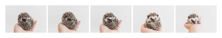 african pygmy hedgehog